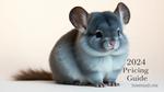 How Much Does a Sapphire Chinchilla Cost in 2024